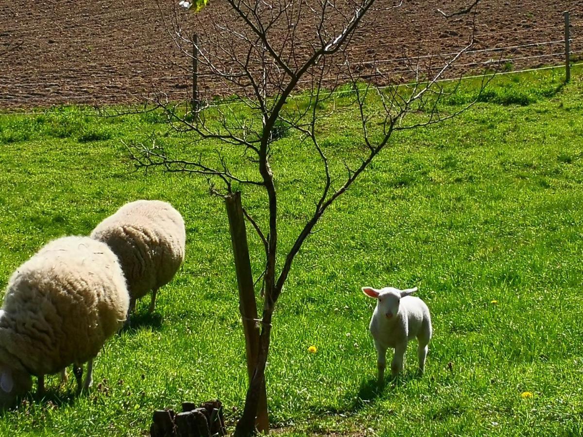 Ferienwohnungen 1 Bis 4 "Pumphut'S Scheune" Lengenfeld  Екстер'єр фото