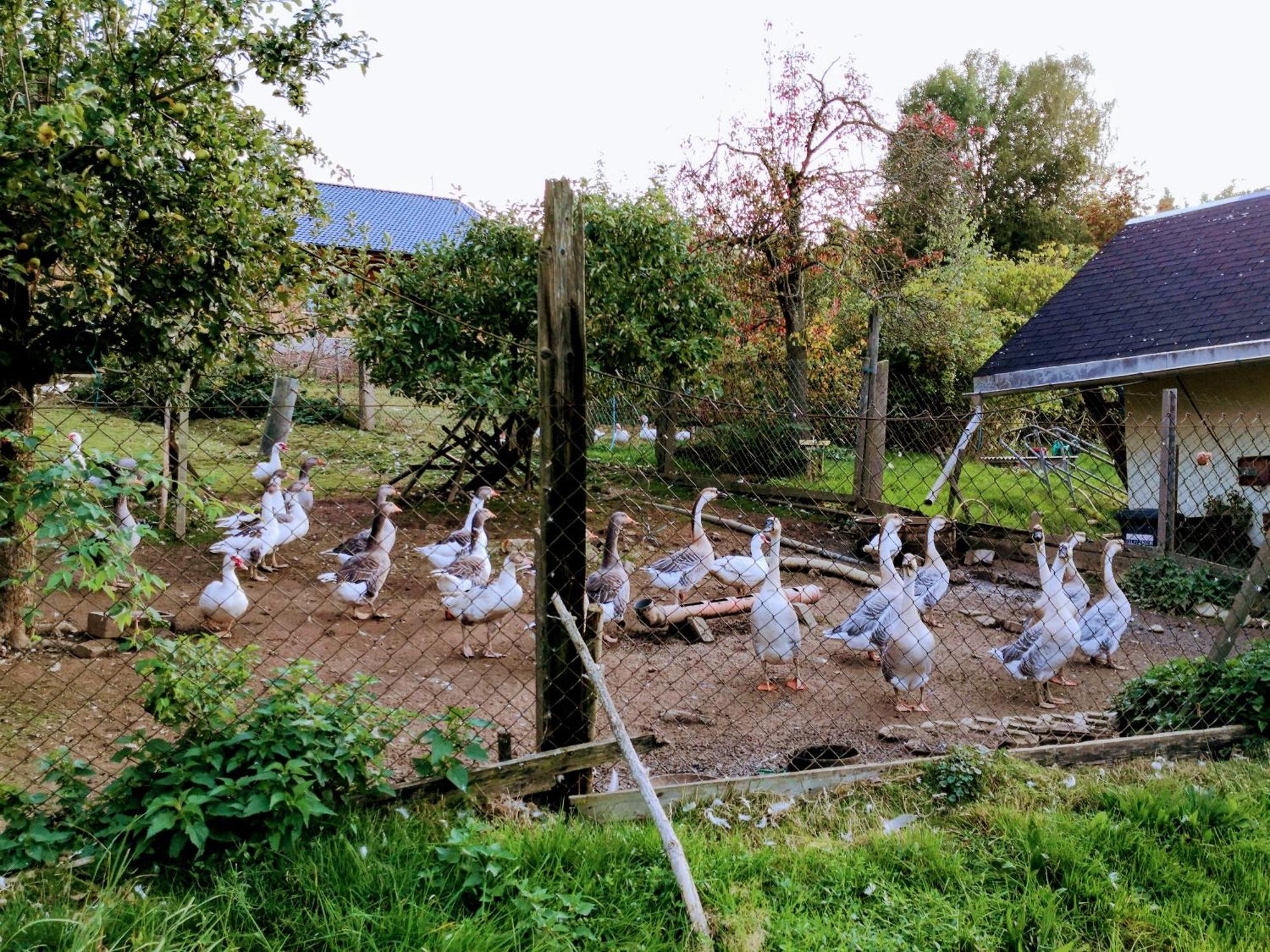 Ferienwohnungen 1 Bis 4 "Pumphut'S Scheune" Lengenfeld  Екстер'єр фото